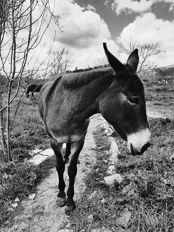 Donkey — Nadia Salas Aluz