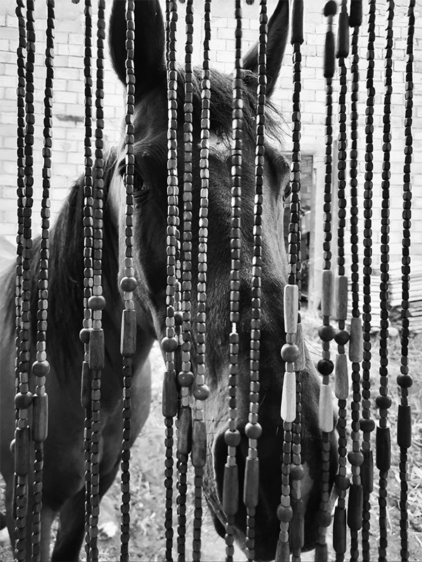 Hello Horse — Nadia Salas Aluz