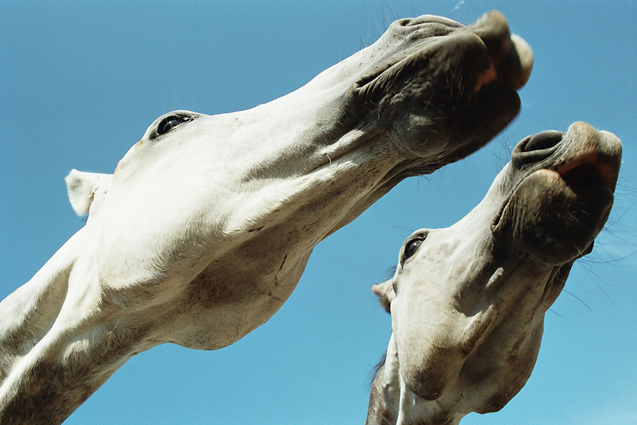 1 Horse Perspektives