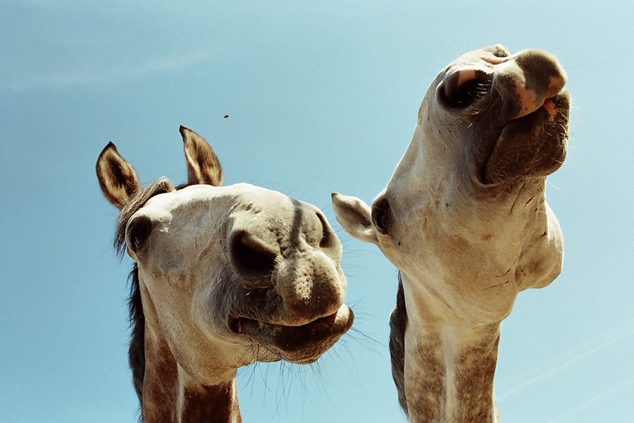 2 Horse Perspektives