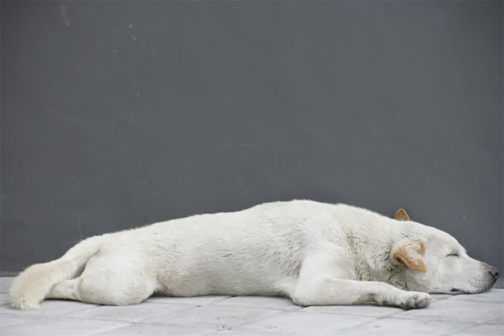 Bali-dog — Pauline Prior